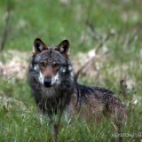 Loup